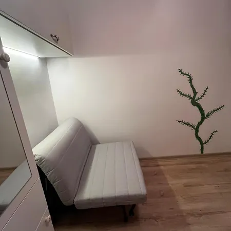 Mimosa * 클루지나포카